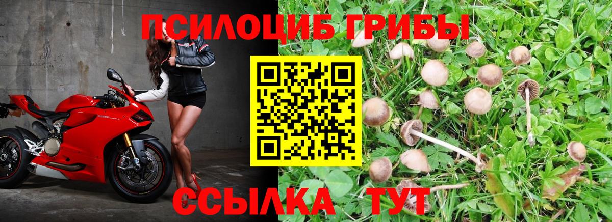 Галлюциногенные грибы Psilocybine cubensis Тюмень